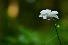 凛として咲く　2