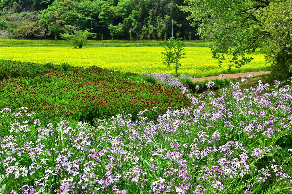 みつばち牧場の花々
