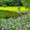 みつばち牧場の花々