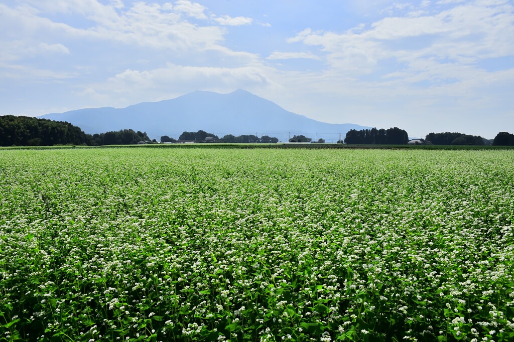 筑波山と蕎麦畑
