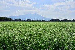 筑波山と蕎麦畑