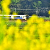 菜の花を走る