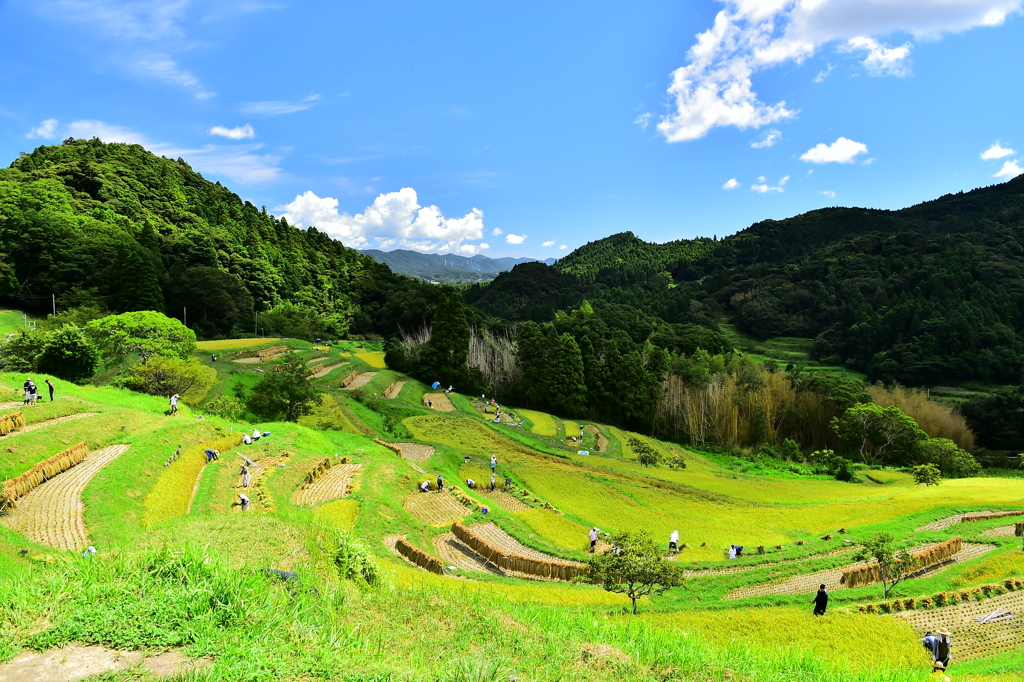 大山千枚田の収穫
