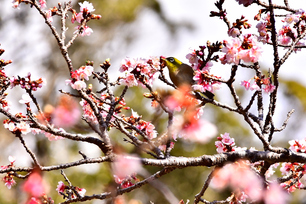 桜のなかで