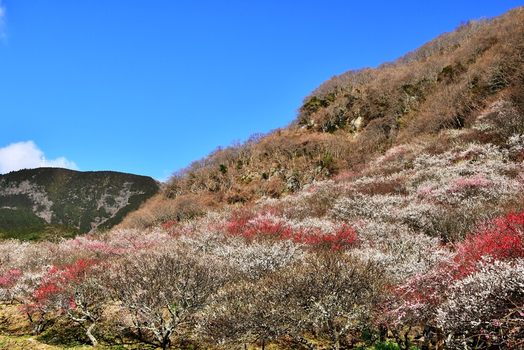 幕山の梅咲きそろう