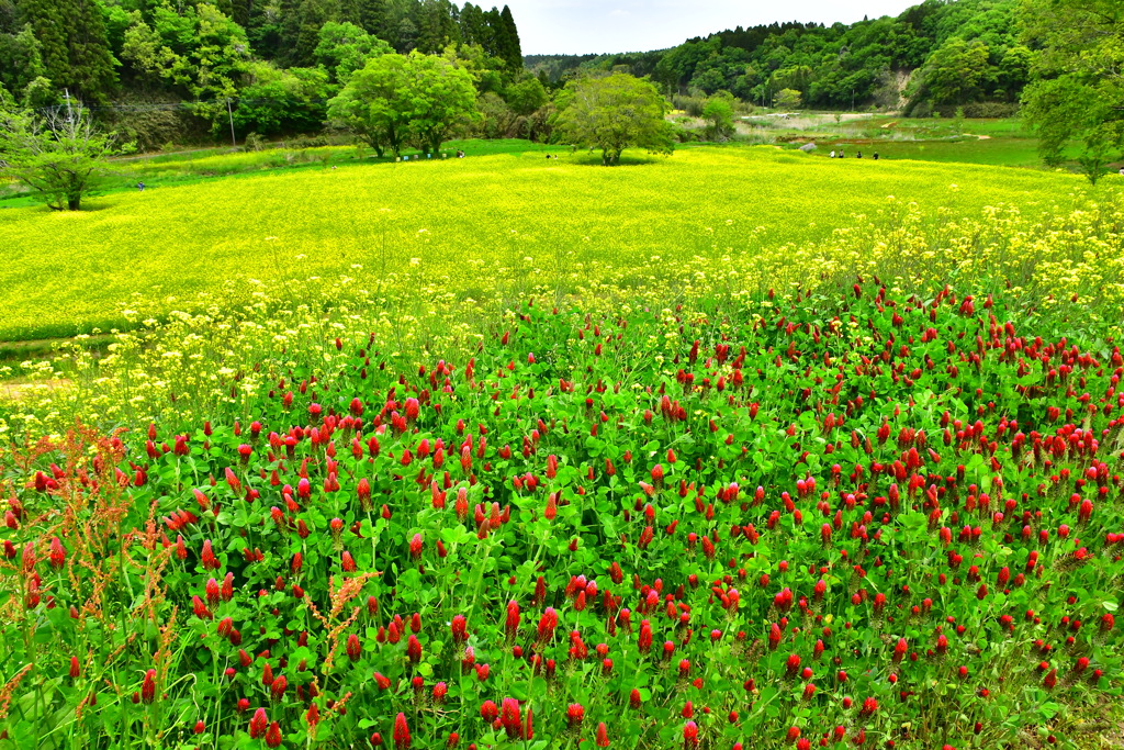 みつばち牧場の花々