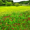 みつばち牧場の花々