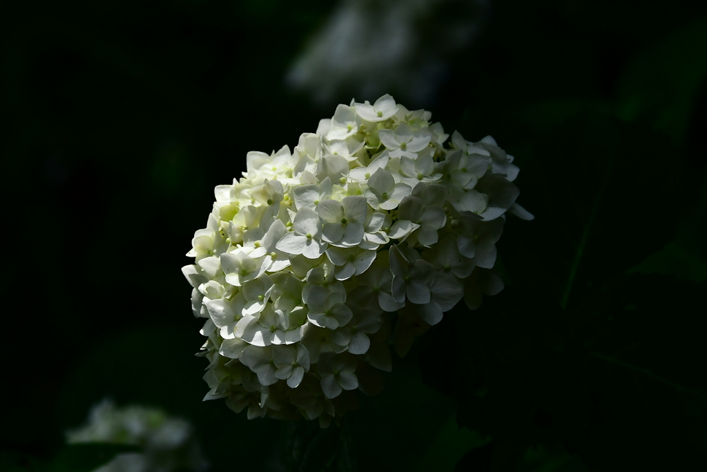 紫陽花