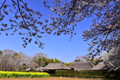 茅舎と桜