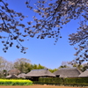 茅舎と桜