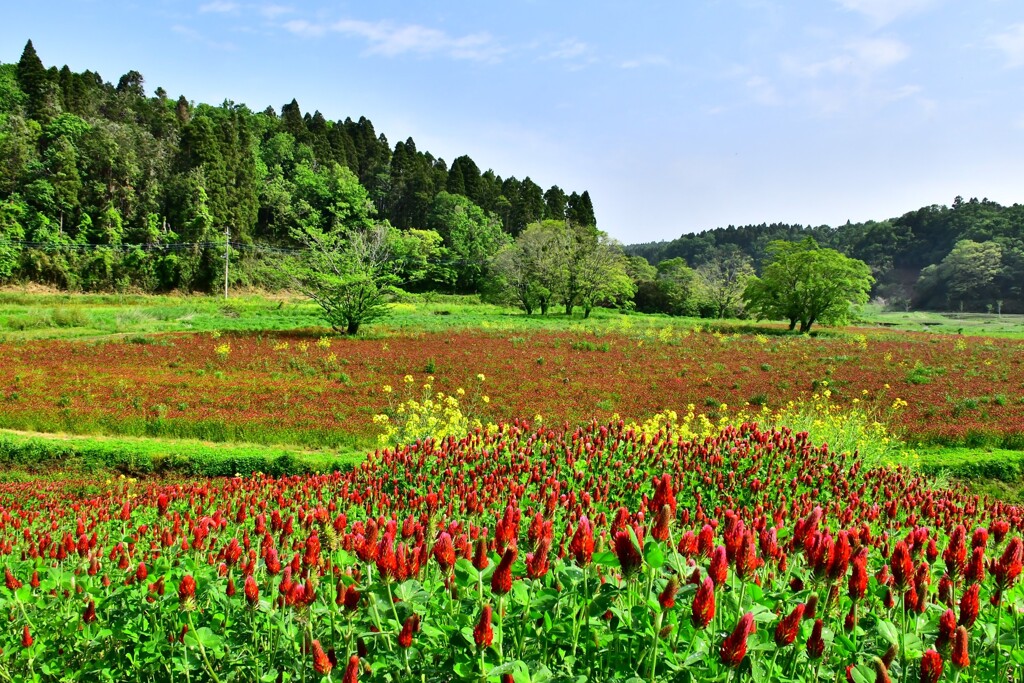 ストロベリーキャンドル　2