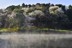 桜風景　2