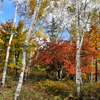 白樺林と紅葉