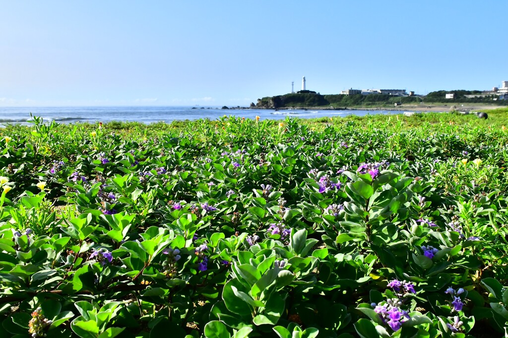 ハマゴウ咲く海岸