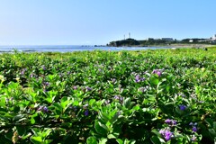 ハマゴウ咲く海岸