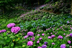 紫陽花の山