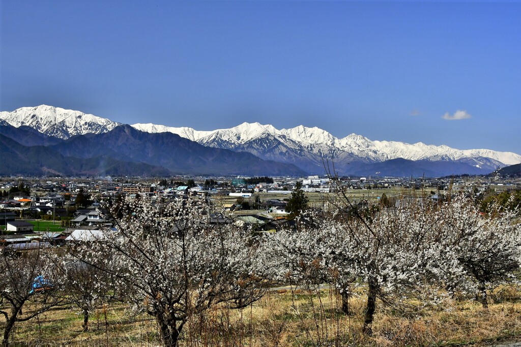梅の香と北アルプス連峰
