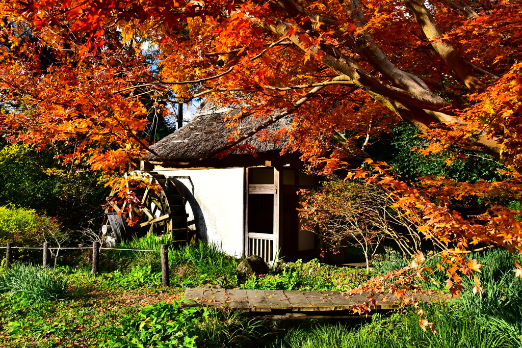 水車小屋の紅葉