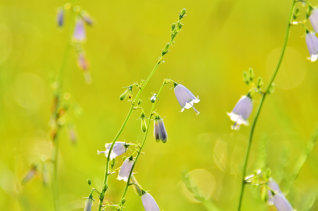 ツリガネニンジン　2