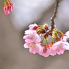 桜の季節