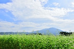 筑波山と蕎麦畑　3