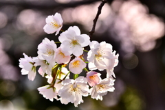 千葉みなと公園の桜