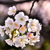 千葉みなと公園の桜