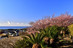 海と寒桜風景