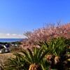 海と寒桜風景