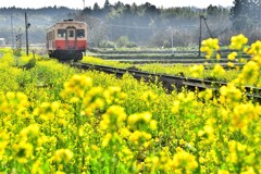 菜の花とローカル線