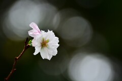 十月桜