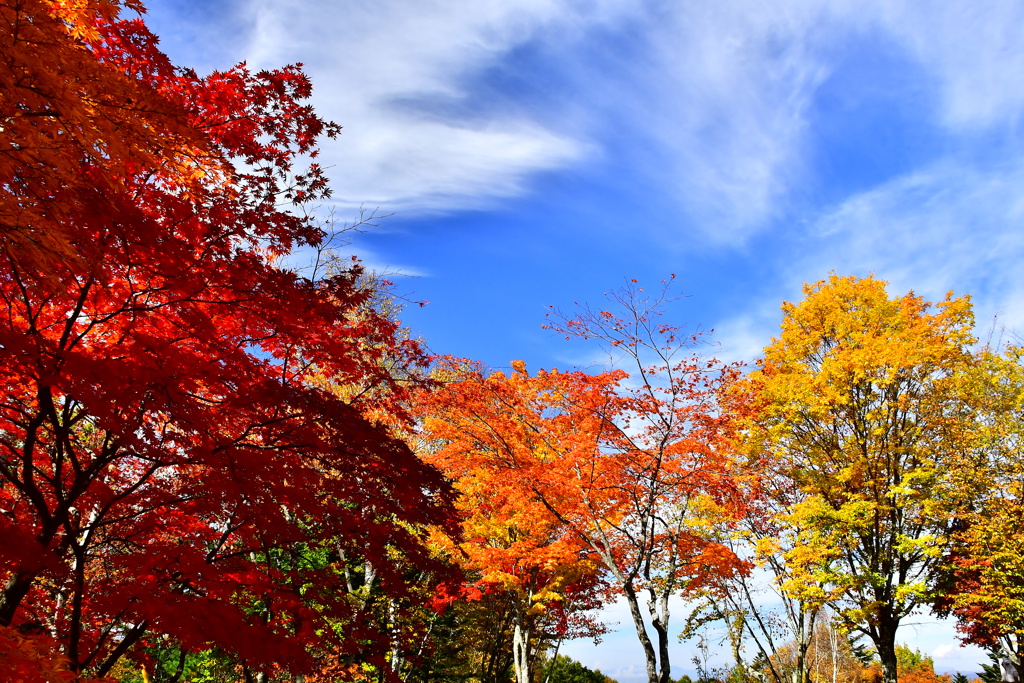 紅葉盛り