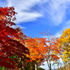 紅葉盛り