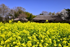 菜の花と茅舎