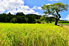 稔りを迎え
