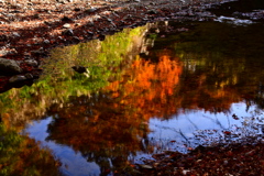 水鏡の紅葉