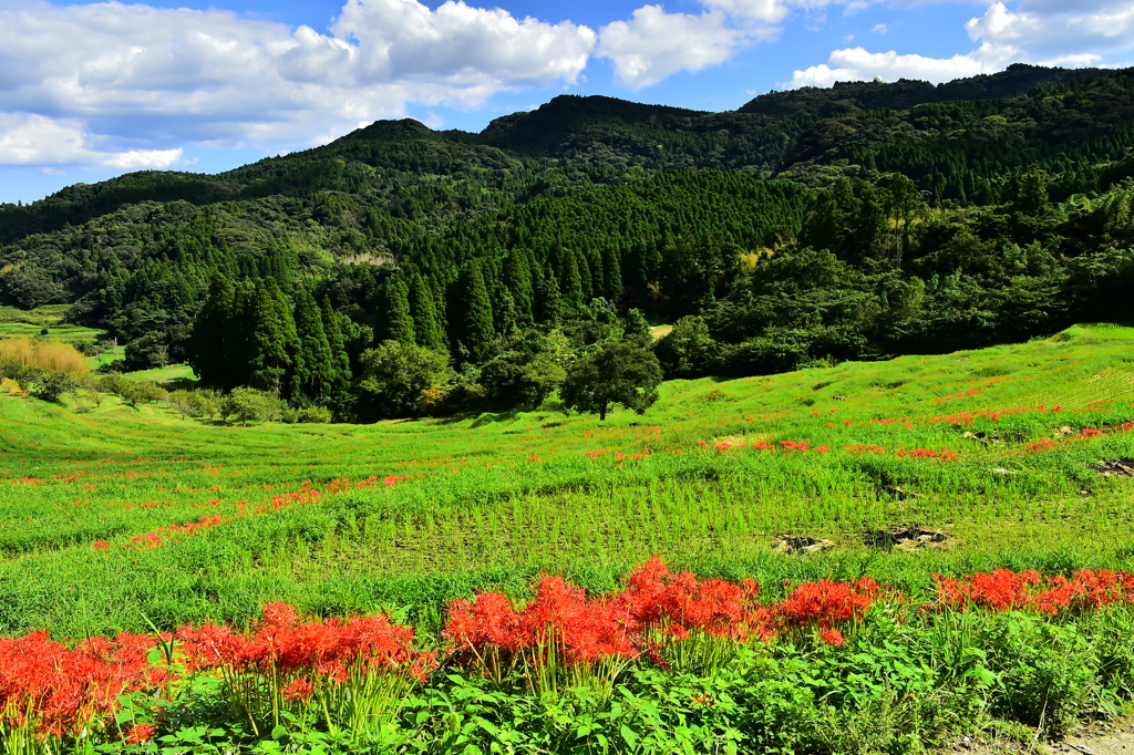 千枚田秋の装い　2