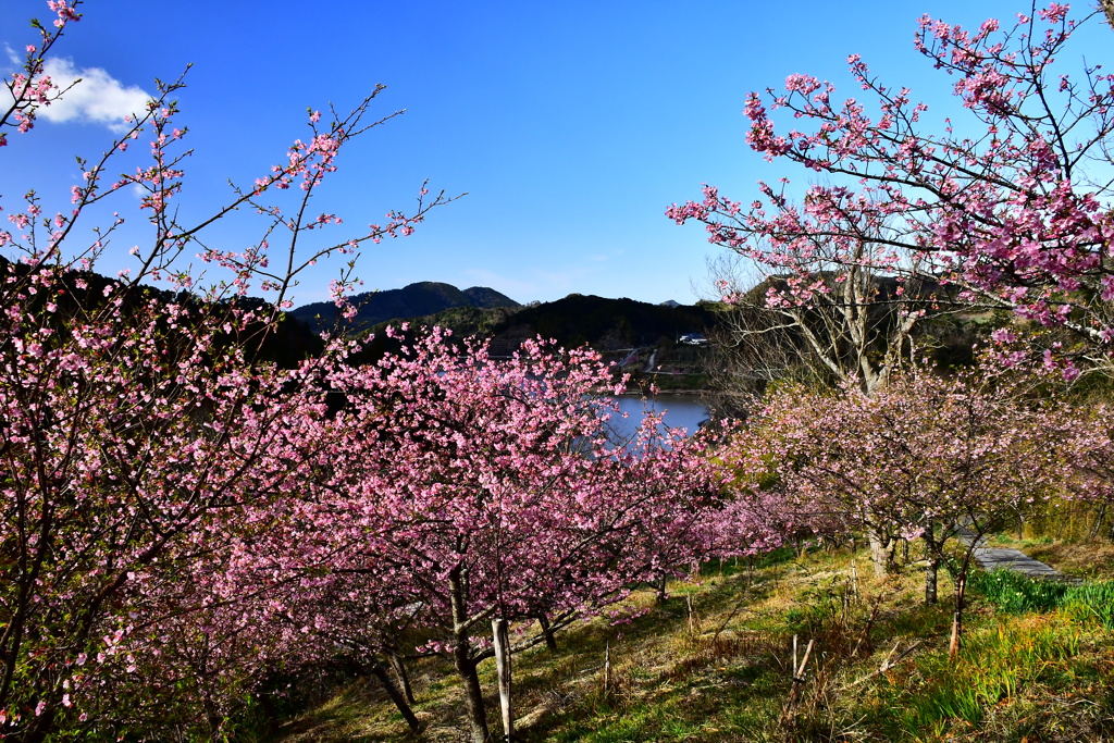河津さくらの山
