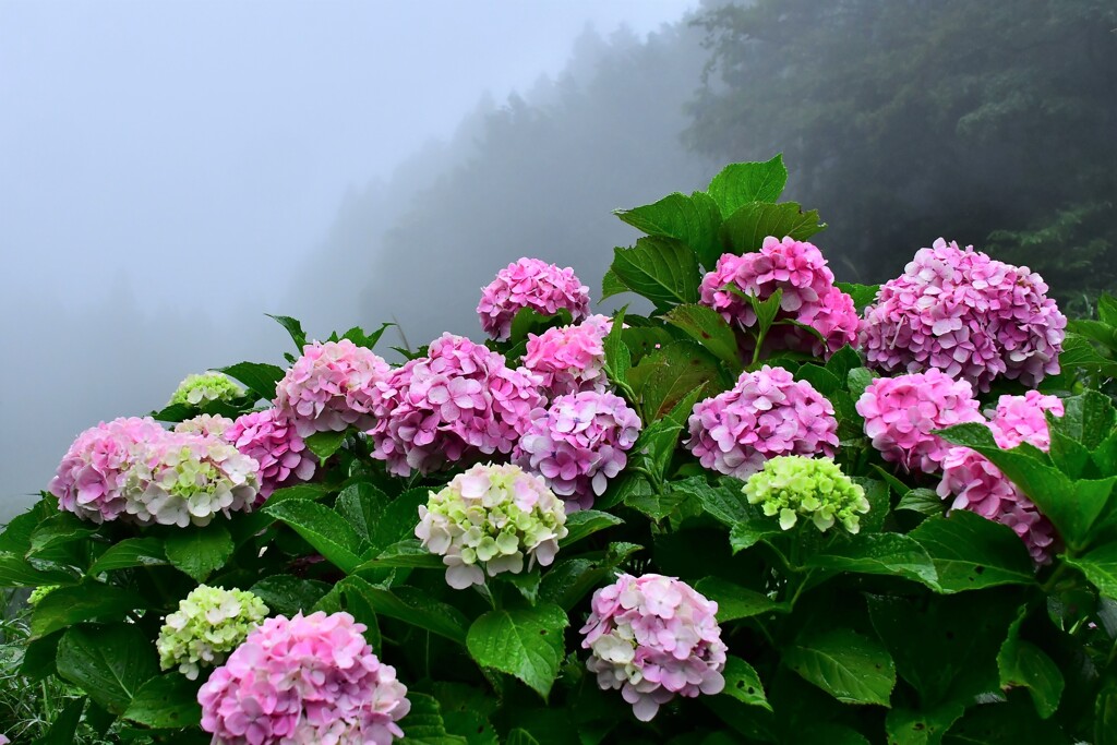 霧の中の紫陽花