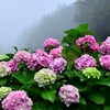 霧の中の紫陽花