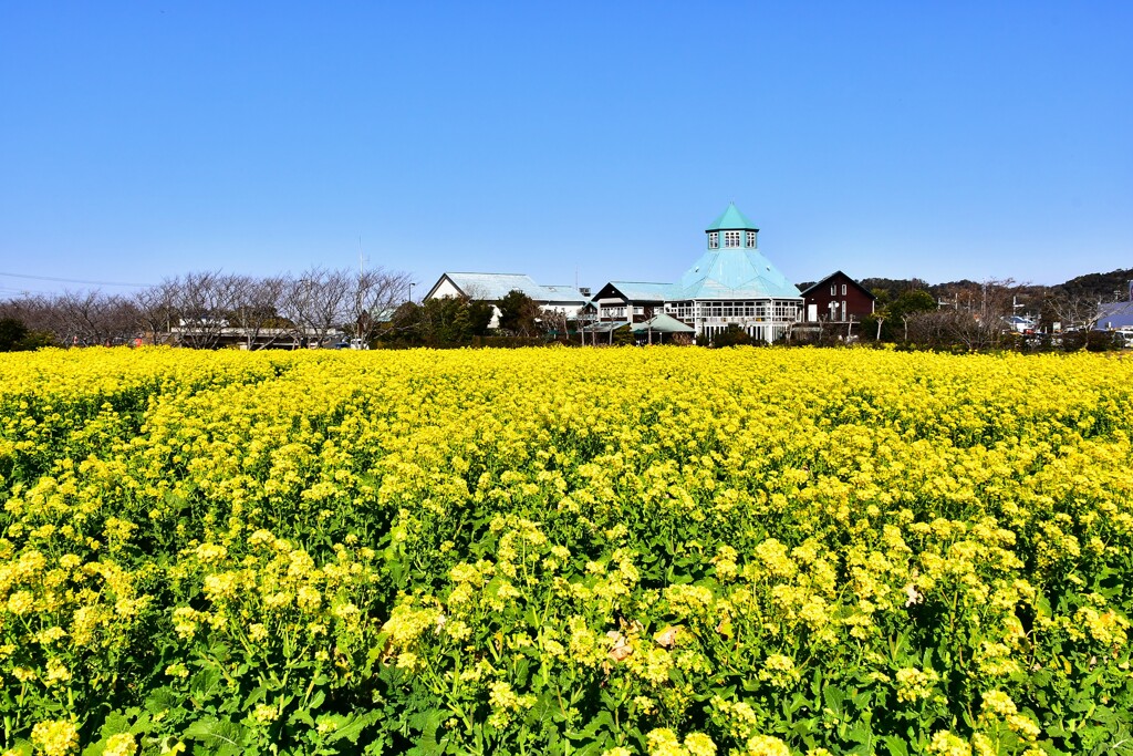 房総菜の花