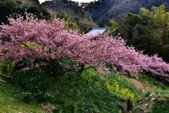 里山の春