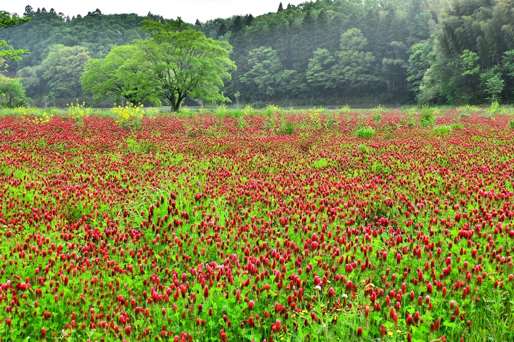 ストロベリーキャンドル