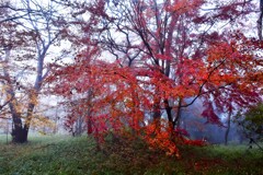 霧の中の紅葉