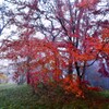 霧の中の紅葉