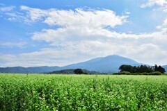 筑波山と蕎麦畑　4