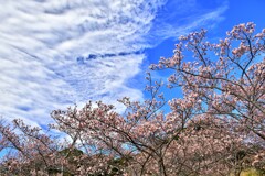寒桜咲く