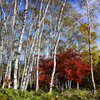 白樺の中の紅葉　2