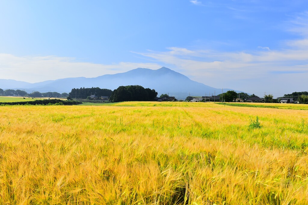 筑波山と麦秋