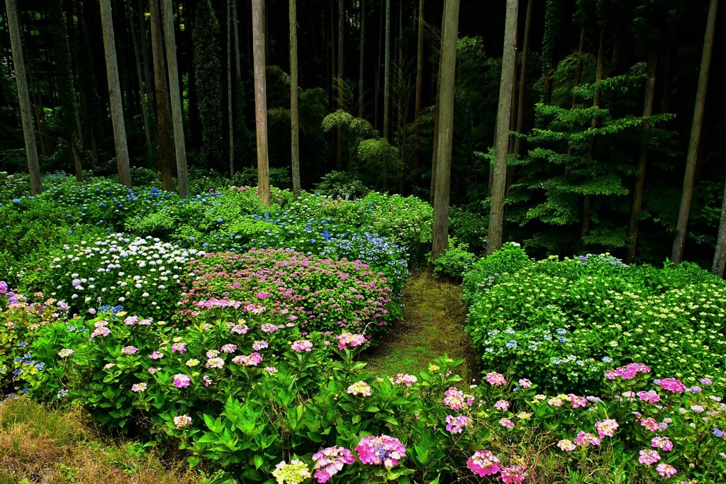 あじさいの森　